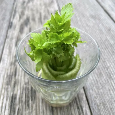 Regrowing: Aus Gemüseresten neues Gemüse ziehen