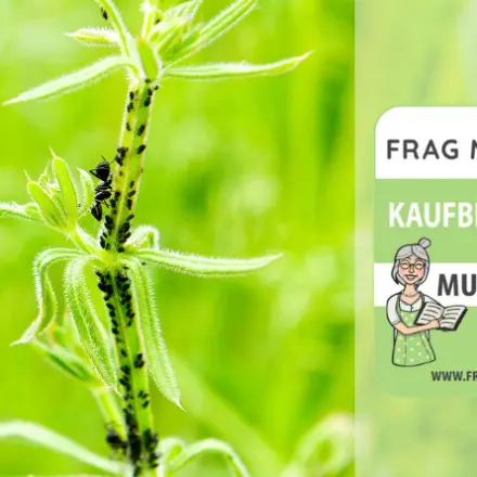 Ameisenbekämpfung Test & Vergleich: 7 Empfehlungen