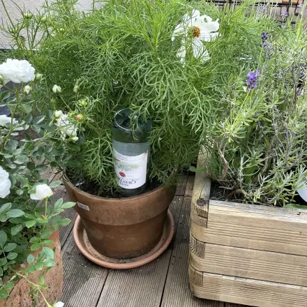 Pflanzen bewässern während des Urlaubs