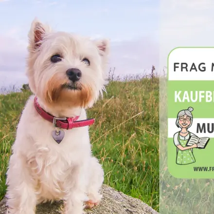 Hundehalsband Test & Vergleich: 6 günstige Empfehlungen