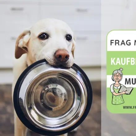 Hundenapf Test & Vergleich: 6 günstige Empfehlungen