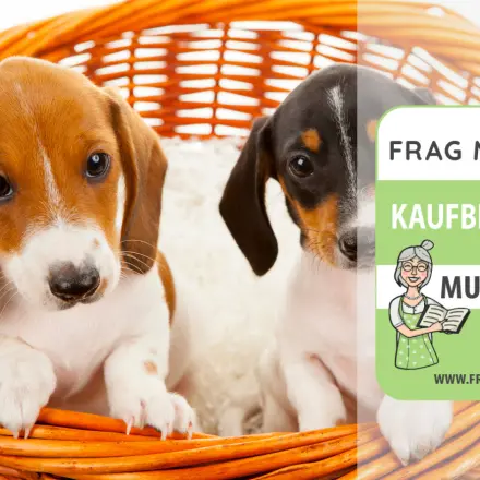 Hundekörbe Test & Vergleich: 6 günstige Empfehlungen