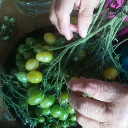 Beschäftigung dementer Familienangehöriger & gemeinsamer Haushalt