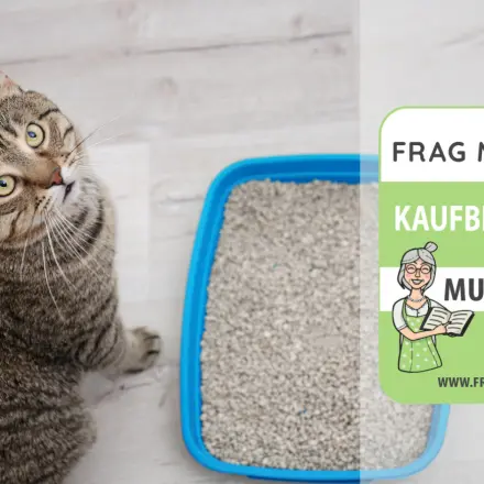 Katzenstreu Test & Vergleich: 6 günstige Empfehlungen