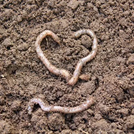 Regenwürmer selber züchten