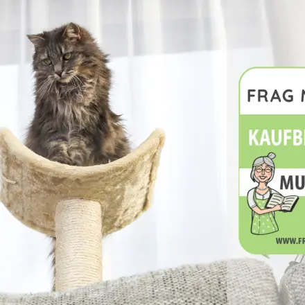 Katzenbäume Test & Vergleich: 6 günstige Empfehlungen
