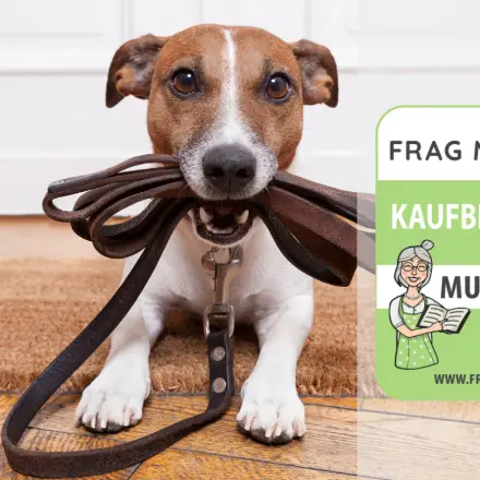 Hundeleinen Test & Vergleich: 6 günstige Empfehlungen
