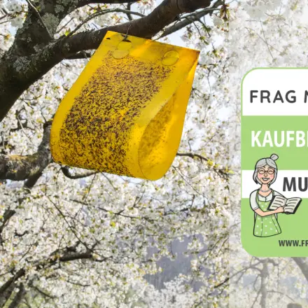 Fruchtfliegenfalle Test & Vergleich: 6 Empfehlungen