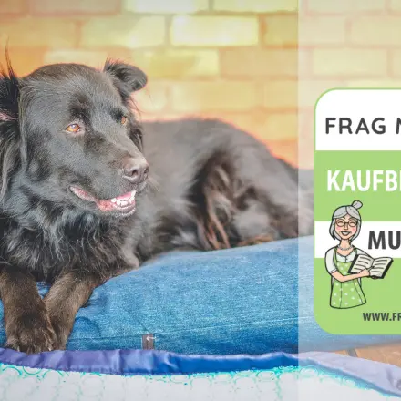 Hundekissen Test & Vergleich: 6 günstige Empfehlungen