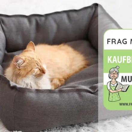 Katzenbetten Test & Vergleich: 6 günstige Empfehlungen