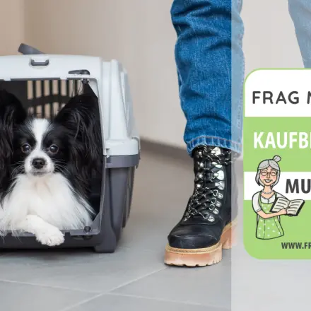 Hundebox Test & Vergleich: 6 günstige Empfehlungen