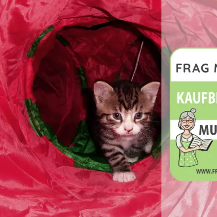 Katzentunnel Test & Vergleich: 6 günstige Empfehlungen