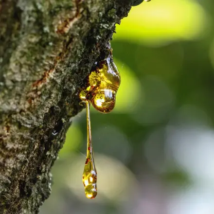 Baumharz Verwendungs- und Verarbeitungsmöglichkeit