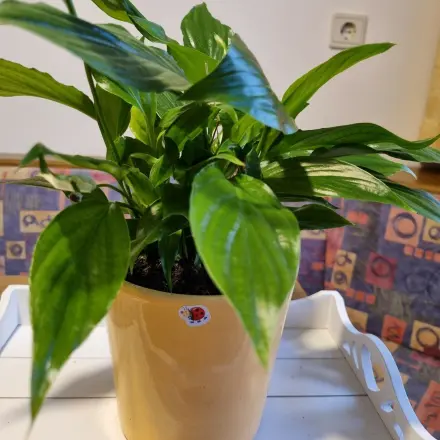 Zimmerpflanzen umstellen - Lichtverhältnis erhalten