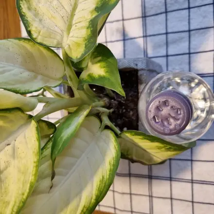 Leere Plastikflaschen als Gießflasche upcyceln