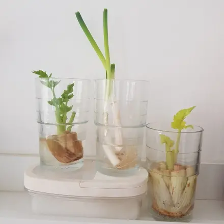 Regrowing: Gemüse ganz einfach nachwachsen lassen