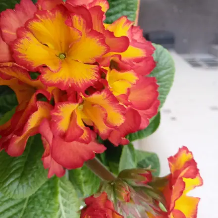 Balkonpflanzen draußen überwintern