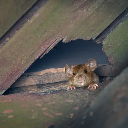 Nagetieren den Weg ins Haus versperren