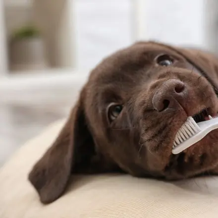 Lifehacks für Tiere: Wie Hunde Zähne putzen und Katzen Möbel schonen