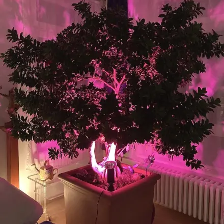 Lila Pflanzenlicht im Winter wirkt Wunder!