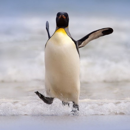 Warum können Pinguine nicht fliegen?