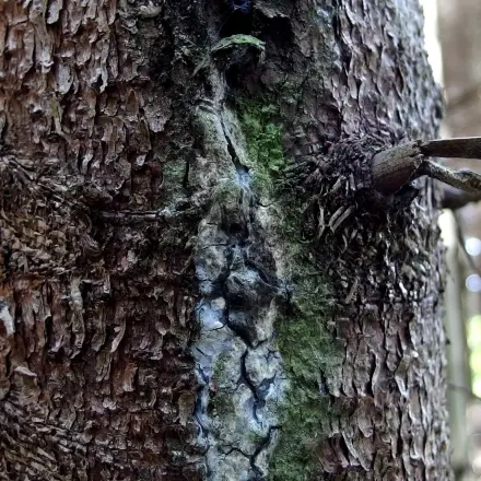 Harzflecken an den Händen