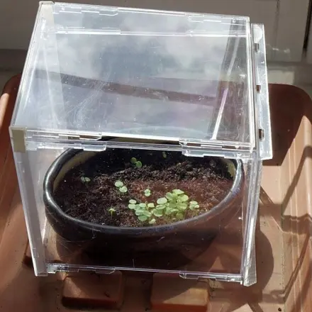 Kleines Mini-Gewächshaus aus CD-Hüllen basteln für die Fensterbank