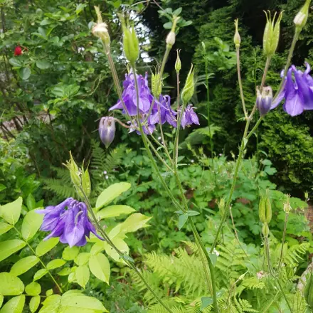 Akelei - genügsame Gartenpflanze