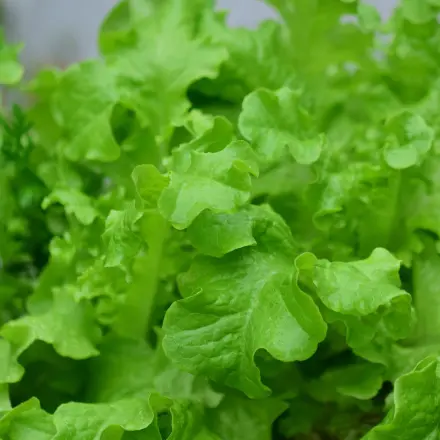 Pflücksalat aus dem Supermarkt in den Balkonkasten pflanzen