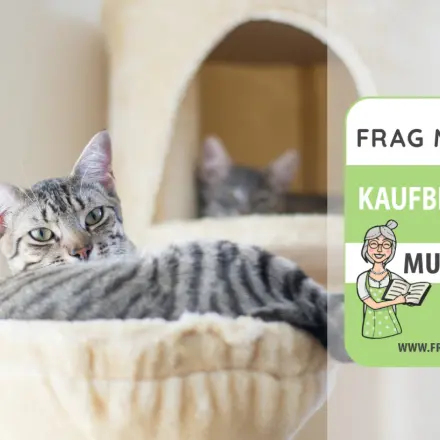 Katzen-Kletterwand Test & Vergleich: 6 günstige Empfehlungen