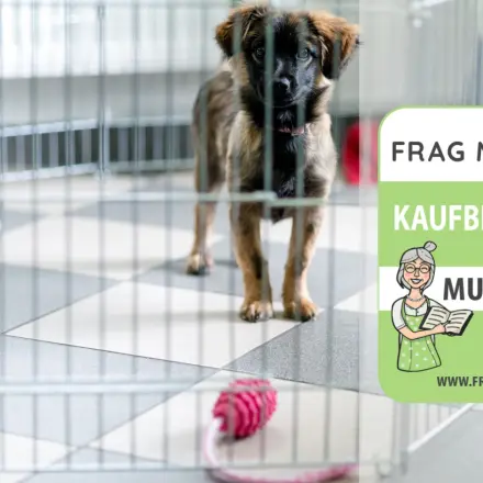 Welpengitter Test & Vergleich: 6 günstige Empfehlungen