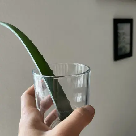 Haarkur mit Aloe vera selber machen