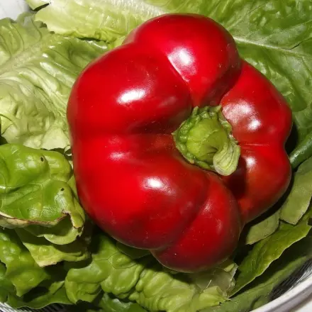 Salat waschen - für Faule: Mit Wasser und Essig