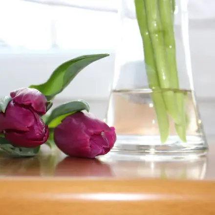 Schnittblumen/Tulpen stehen wie eine Eins