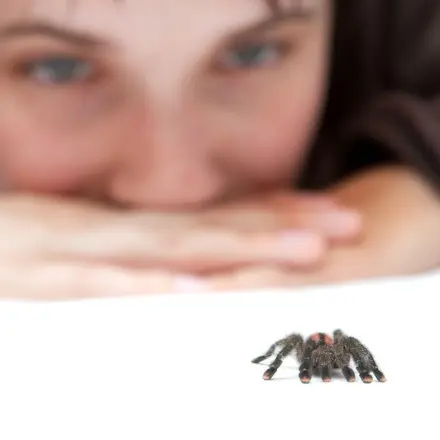 Spinnen aus der Wohnung vertreiben