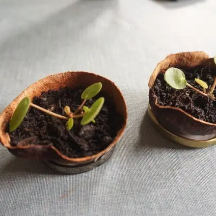 Avocadoschale als Blumenübertopf