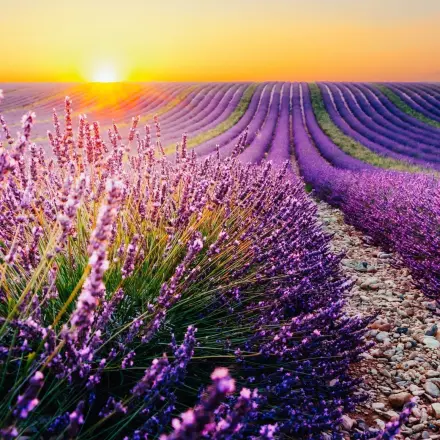 Heilwirkung von Lavendel - Rezepte und Tipps