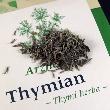 Thymiantee bei Husten und Lungenschmerzen