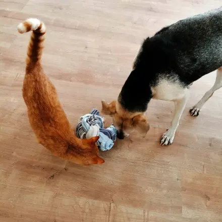 Schnüffelspiel für drinnen für Hunde selber machen aus alten Handtüchern