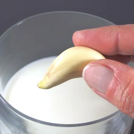Knoblauchfahne vorbeugen mit Milch