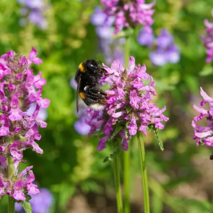 Heilziest (Echte Betonie) - Wirkung & Verwendung