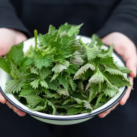 Brennnesseln ernten ohne Brennen