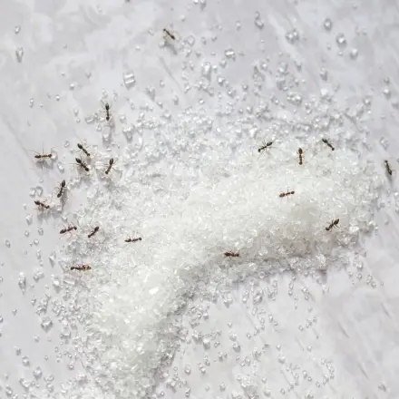 Ameisen vertreiben mit Zuckerwasser
