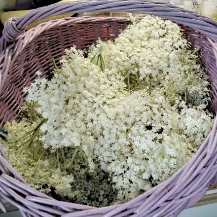 Holunderblüten-Sirup