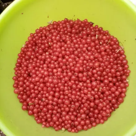 Johannisbeeren ernten - Trick mit einer Gabel