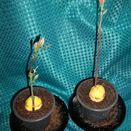 Avocado ziehen ohne Zahnstocher