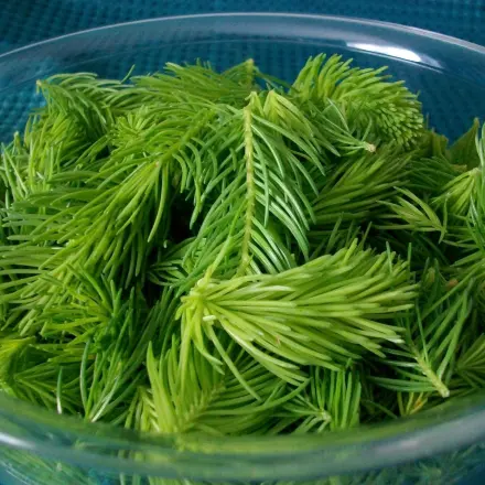 Selbstgemachter Tannenspitzenhonig