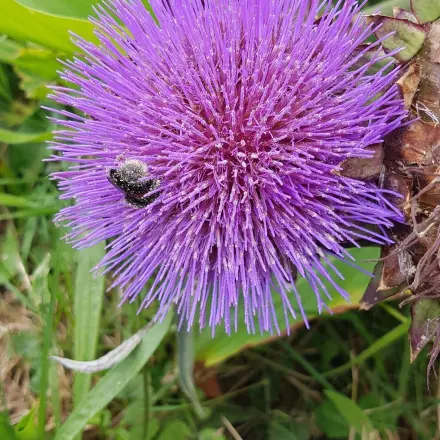 Essbare Pflanzen aus dem Garten - dekorativ und lecker
