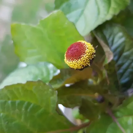 Parakresse: Eigenschaften und Wirkung als Heilkraut