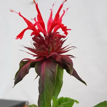 Indianernessel – eine Teepflanze für den Garten